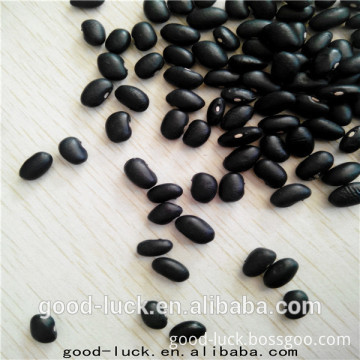 Chinese black kidney beans factory,2014 crop